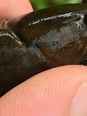 Cambarus brimleyorum