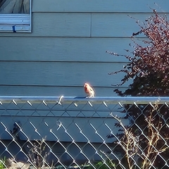 Haemorhous mexicanus