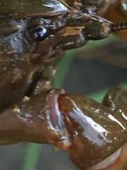 Cambarus brimleyorum