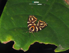 Hemerophila albertiana