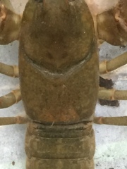 Cambarus brimleyorum