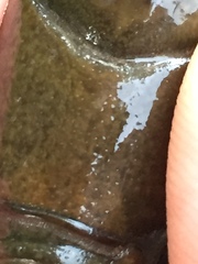 Cambarus brimleyorum