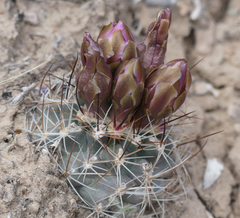 Sclerocactus glaucus
