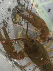 Cambarus brimleyorum