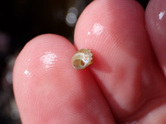 Cantharidus dilatatus