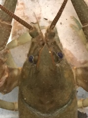 Cambarus brimleyorum