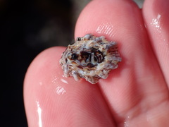 Patelloida corticata