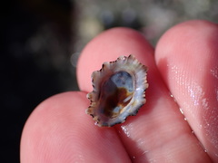 Patelloida corticata