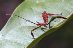 Hemiptera