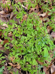 Anemonoides nemorosa
