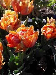 Tulipa gesneriana