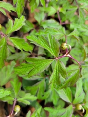 Anemonoides nemorosa