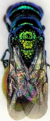 Pseudomalus auratus