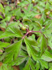 Anemonoides nemorosa
