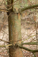 Cronartium ribicola