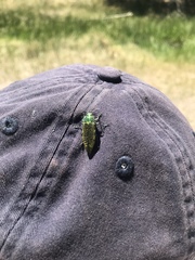 Buprestis confluenta