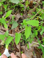 Calystegia catesbeiana