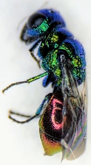 Pseudomalus auratus