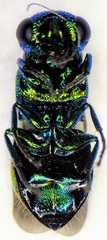 Pseudomalus auratus