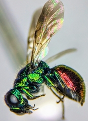 Pseudomalus auratus