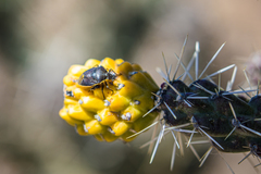 Chlorochroa opuntiae