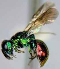 Pseudomalus auratus