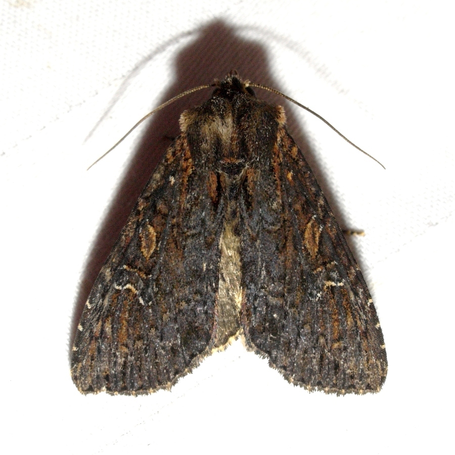 Dusky Apamea Moth