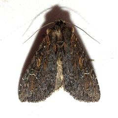 Apamea plutonia