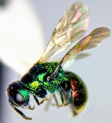 Pseudomalus auratus