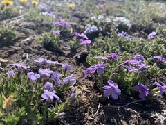Phlox caespitosa