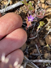 Githopsis specularioides