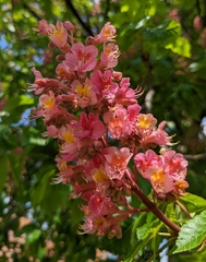 Aesculus × carnea