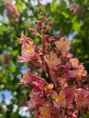 Aesculus × carnea