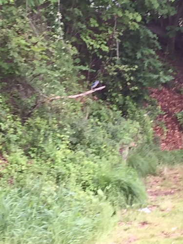 photo of Blue Jay (Cyanocitta cristata)