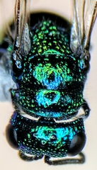 Pseudomalus auratus
