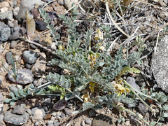 Astragalus amphioxys