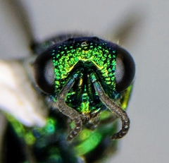 Pseudomalus auratus