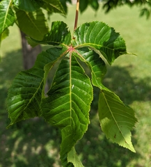 Aesculus × carnea