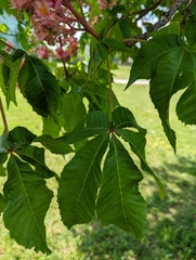 Aesculus × carnea