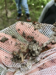 Procambarus steigmani