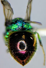 Pseudomalus auratus