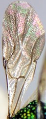 Pseudomalus auratus