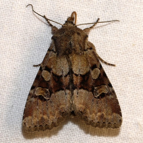 Bordered Apamea Moth and Allies photo 3