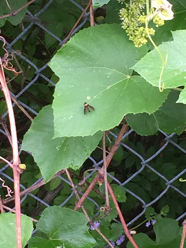 photo of Golden-backed Snipe Fly (Chrysopilus thoracicus)