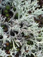 Cladonia leporina