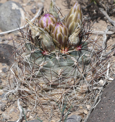 Sclerocactus glaucus
