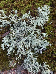 Cladonia leporina