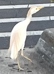 Bubulcus ibis
