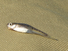 Cnesterodon decemmaculatus