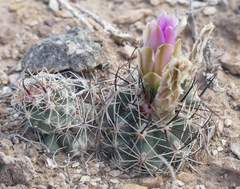 Sclerocactus glaucus